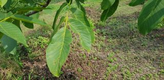 겨울님의 팜모닝 병해충 연구회 · 병해충상담 작성글 사진