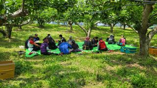 형설농원 정순정님의 배 · 생장기 농작업 작성글 사진