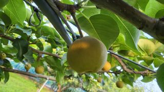 형설농원 정순정님의 배 · 생장기 농작업 작성글 사진