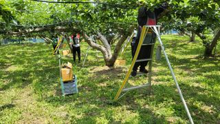 형설농원 정순정님의 배 · 생장기 농작업 작성글 사진