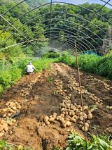 팜모닝 감자·자유게시판 게시글 이미지