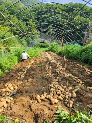 만금화님의 감자 · 자유게시판 작성글 사진