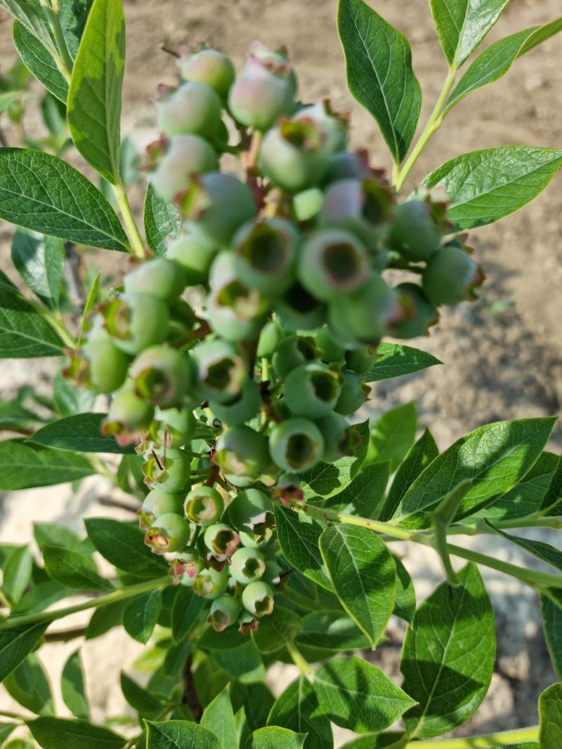 장종원님의 장터 판매 상품 [냉동 블루베리 1kg] 첨부 사진