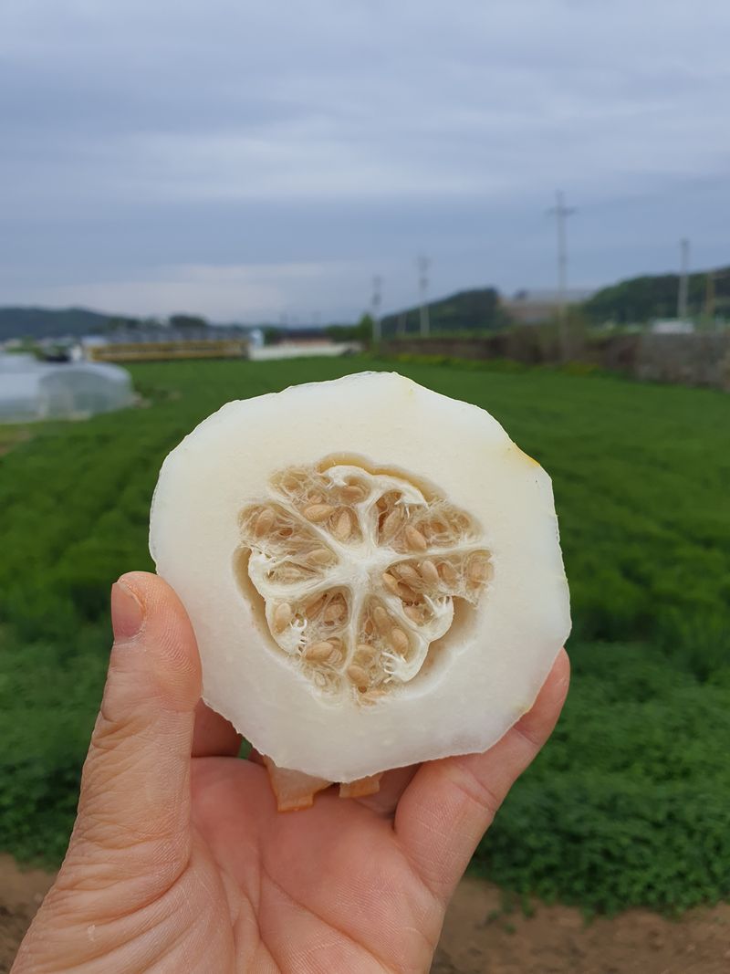 장터 상품 [가정용실속.5키로.10키로.] 썸네일