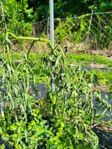 팜모닝 토마토·병해충상담 게시글 이미지