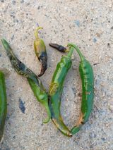 팜모닝 고추·병해충상담 게시글 이미지