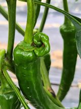 팜모닝 고추·병해충상담 게시글 이미지