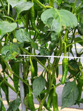 ...님의 고추 · 병해충상담 작성글 사진