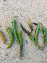 팜모닝 고추·병해충상담 게시글 이미지