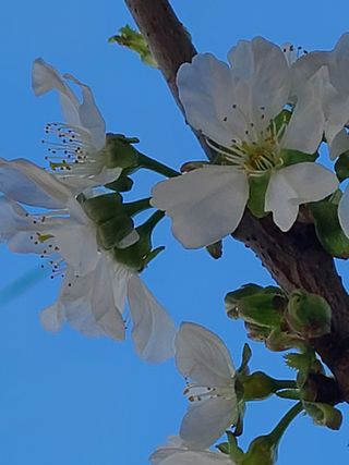 핵손팜님의 기타작물 · 병해충상담 작성글 사진