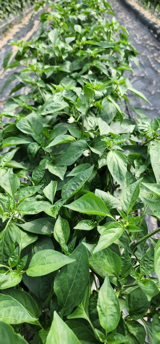 삽질하자님의 고추 · 병해충상담 작성글 사진