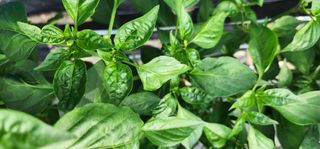 삽질하자님의 고추 · 병해충상담 작성글 사진