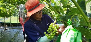 윤세열님의 포도 · 자유게시판 작성글 사진