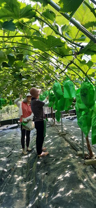 윤세열님의 포도 · 자유게시판 작성글 사진