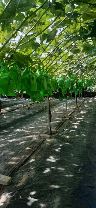 윤세열님의 포도 · 자유게시판 작성글 사진