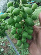 팜모닝 포도·자유게시판 게시글 이미지