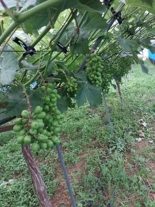 이옥신님의 포도 · 자유게시판 작성글 사진