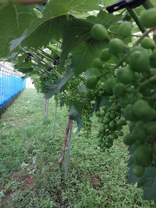 이옥신님의 포도 · 자유게시판 작성글 사진