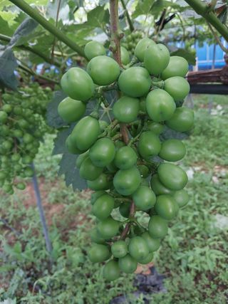 이옥신님의 포도 · 자유게시판 작성글 사진