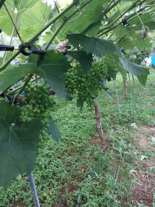 이옥신님의 포도 · 자유게시판 작성글 사진