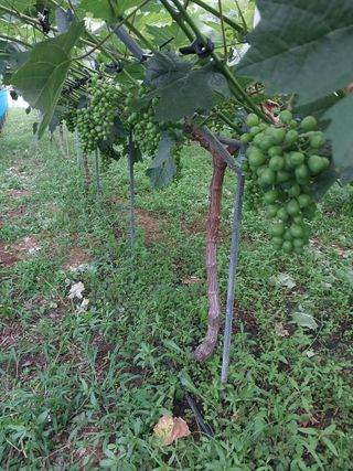 이옥신님의 포도 · 자유게시판 작성글 사진