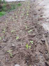 팜모닝 감·영농일지 게시글 이미지