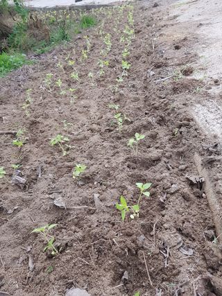 문성농장15146님의 감 · 영농일지 작성글 사진