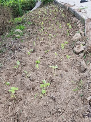 문성농장15146님의 감 · 영농일지 작성글 사진