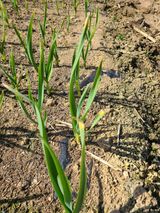 팜모닝 마늘·병해충상담 게시글 이미지