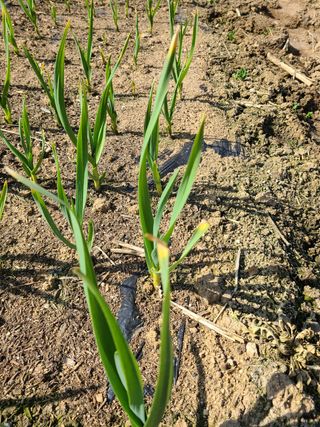 어린왕자님의 마늘 · 병해충상담 작성글 사진