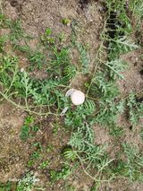 팜모닝 호박·자유게시판 게시글 이미지