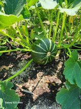 강신규님의 호박·자유게시판 작성글 사진