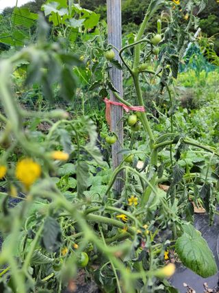 이영철님의 토마토 · 병해충상담 작성글 사진