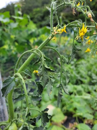 이영철님의 토마토 · 병해충상담 작성글 사진