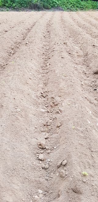 최대영님의 콩 · 영농일지 작성글 사진