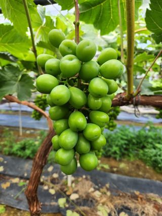 박윤수님의 포도 · 자유게시판 작성글 사진