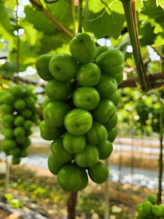 박윤수님의 포도 · 자유게시판 작성글 사진