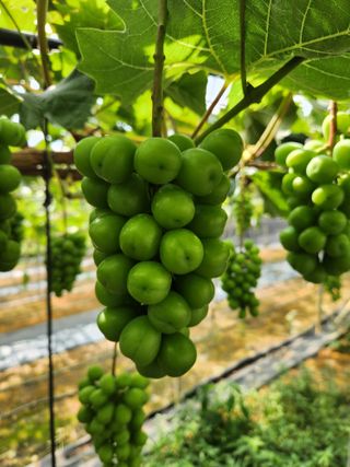 박윤수님의 포도 · 자유게시판 작성글 사진