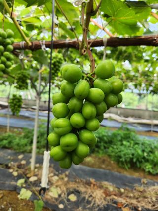 박윤수님의 포도 · 자유게시판 작성글 사진