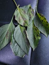 팜모닝 고추·병해충상담 게시글 이미지