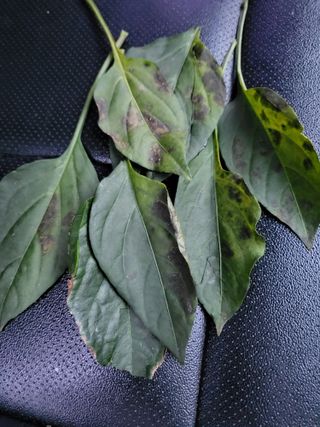 조남이님의 고추 · 병해충상담 작성글 사진