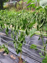 팜모닝 고추·병해충상담 게시글 이미지