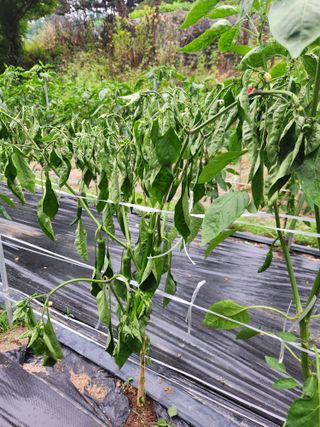 kis님의 고추 · 병해충상담 작성글 사진