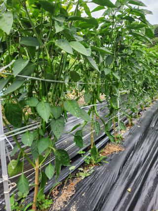 kis님의 고추 · 병해충상담 작성글 사진