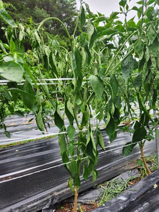 kis님의 고추 · 병해충상담 작성글 사진