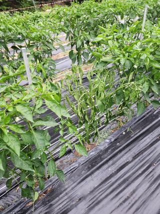 kis님의 고추 · 병해충상담 작성글 사진