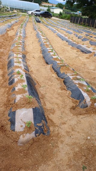 박순덕님의 들깨 · 자유게시판 작성글 사진