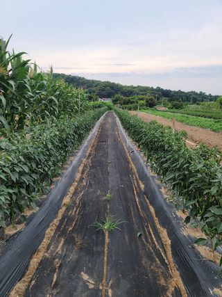 꽁지머리님의 고추 · 영농일지 작성글 사진