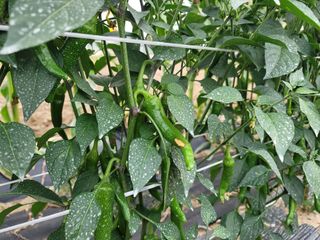 꽁지머리님의 고추 · 영농일지 작성글 사진