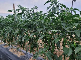 꽁지머리님의 고추 · 영농일지 작성글 사진